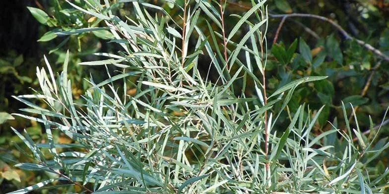 Coyote Willow Shrub Cuttings - Sandbar Willow - Easy to Grow - Salix exigua