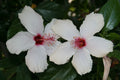 Unrooted Stems White Hibiscus Cuttings 8" Long, Tropical Bush/Shrub/Tree, Hibiscus rosa-sinensis