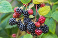 Southern Wild Blackberry Bush Live Starter Plants 3-Pack Bare Root Fruit Berries Rubus trivialis