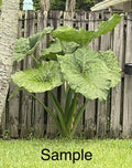 Giant Taro Plant Bare Root 10" Colocasia Elephant Ear Ready to Plant