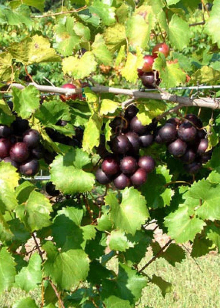 Muscadine Grape Climbing Vine 4'' Pot - Bronze, Purple, Black Varieties - Vitis rotundifolia