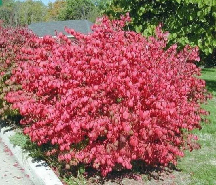 Euonymus Alatus Dwarf Burning Bush Shrub - Hardy Green Foliage, Bare Root Garden Plant