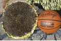 Giant Mongolian Sunflower Seeds - 50+ Non-GMO Heirloom - Fresh and High-Quality Helianthus annuus