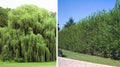 Weeping Willow Trees Combo - 2 Weeping & 2 Aussie Willows - Easy to Grow - Salix babylonica & Salix australis