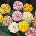 Zinnia Seeds Peppermint Stick Mix Candy Striped Flowers Non-GMO 200 Seeds (Zinnia elegans)