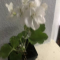 Live Rooted Geranium Plant 1 Gallon White Flowers Pelargonium graveolens Fragrant