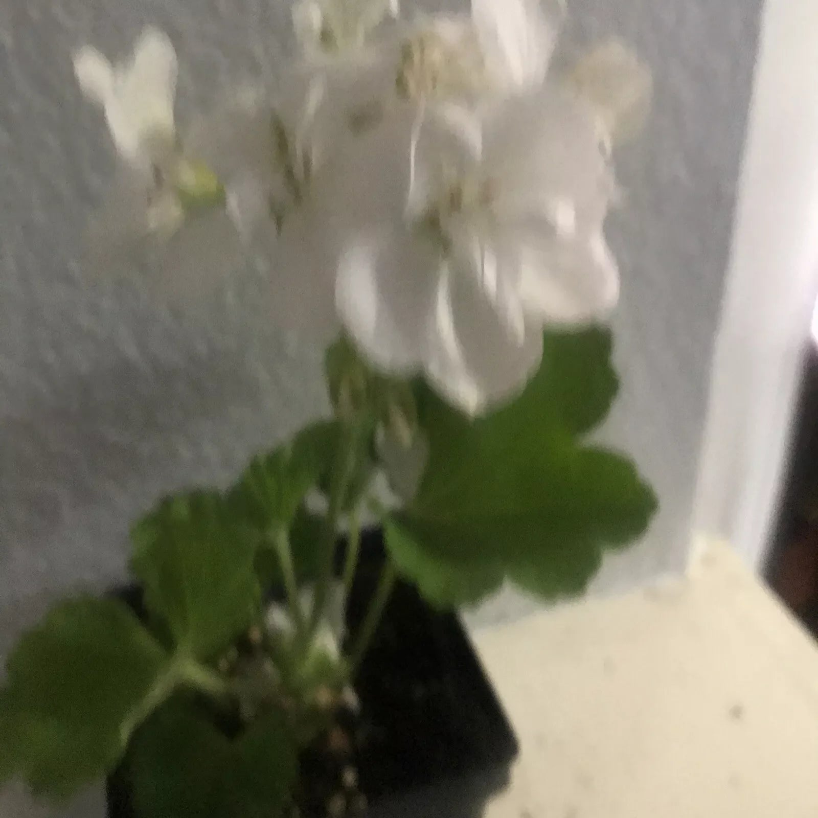 Live Rooted Geranium Plant 1 Gallon White Flowers Pelargonium graveolens Fragrant