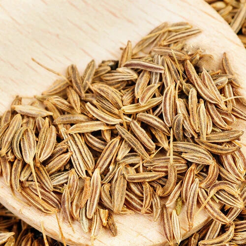 Cumin Herb Seeds for Planting, Heirloom Non-GMO, Organic Cuminum cyminum, Free Shipping