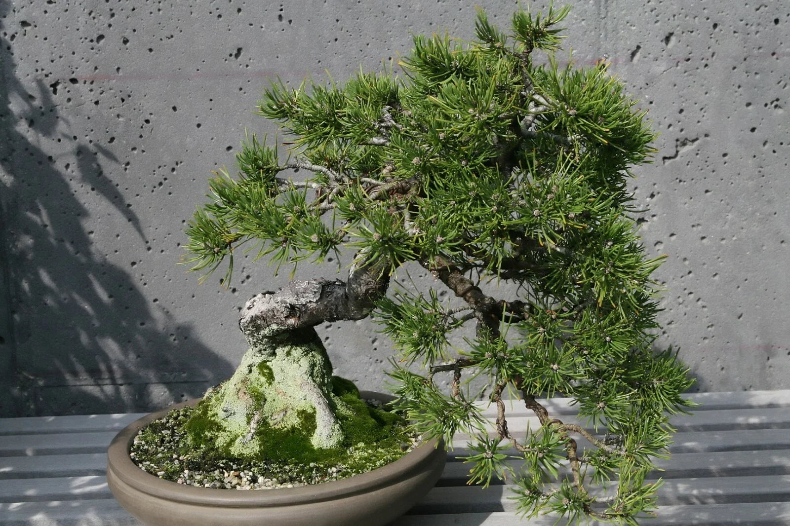 Mugo Pine Seeds - 25 Pack, Pinus mugo mughus, Dwarf Evergreen Conifer for Landscaping and Garden Use