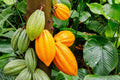 Cacao Tree Seeds for Planting - Wet Cocoa 2 Seeds - Rare Exotic Varietals - Theobroma cacao