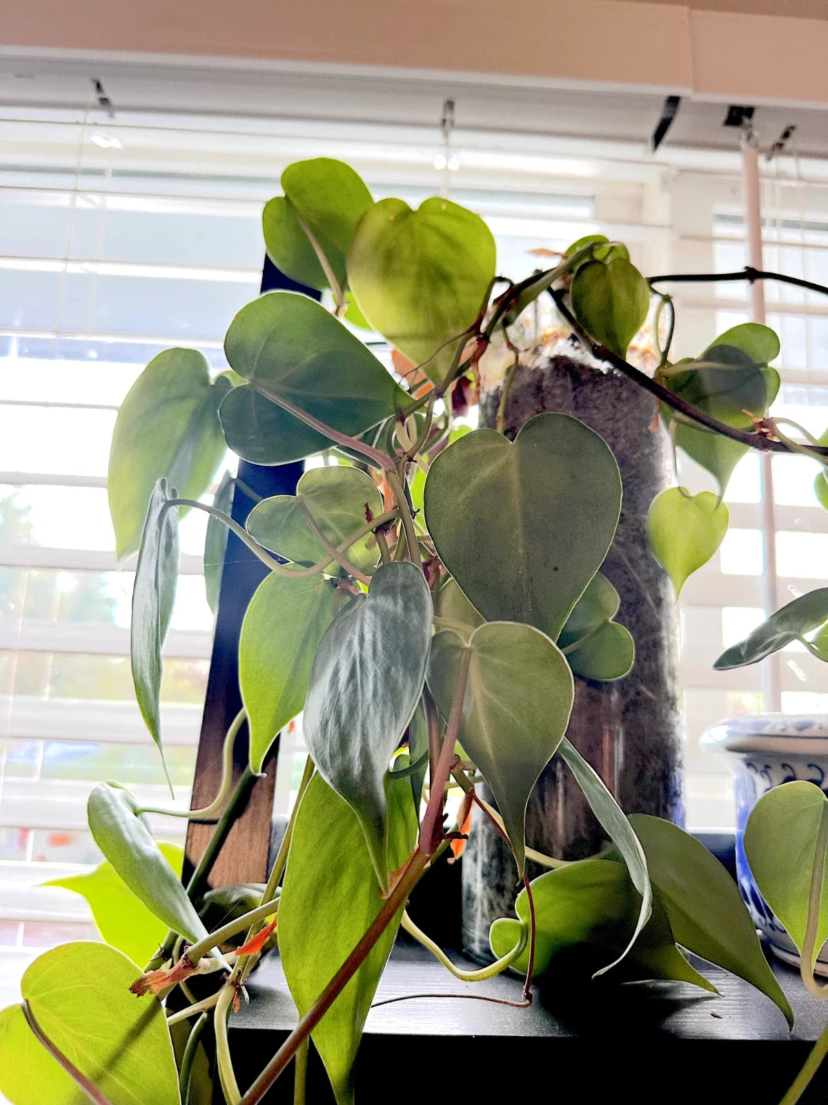 Heart Leaf Philodendron Cuttings - 10X Live Unrooted Cuttings - Philodendron hederaceum