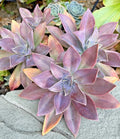 Rare Succulent Graptoveria Fred Ives 4-Inch Live Plant for Home Decor, Indoor Garden, Gift Plant