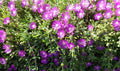 Creeping Ice Plant Cuttings 12pcs Purple Pink Ground Cover Rare Succulents (4-7")
