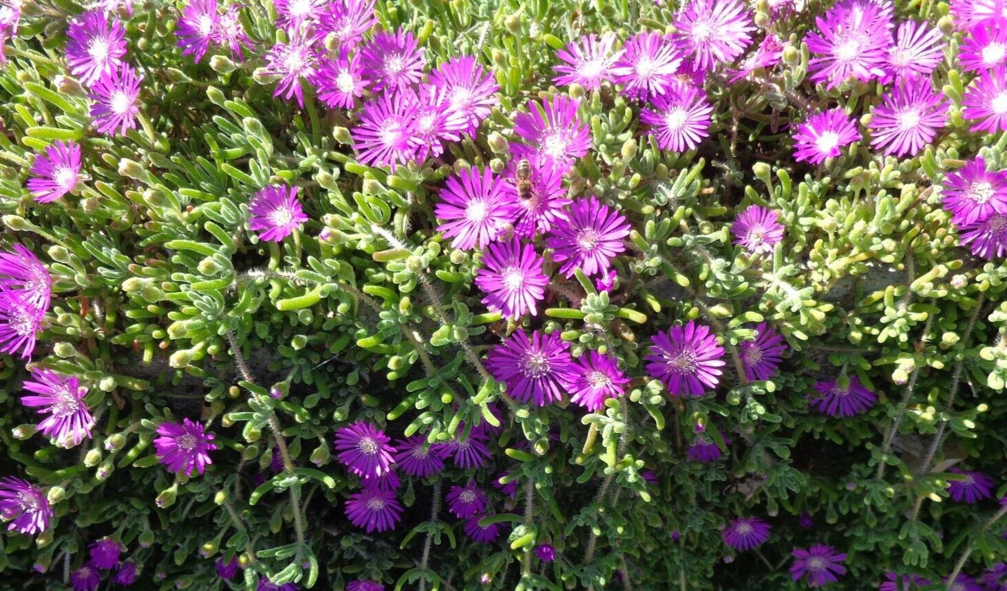 Creeping Ice Plant Cuttings 12pcs Purple Pink Ground Cover Rare Succulents (4-7")