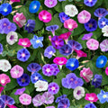 Mixed Morning Glory Flower Seeds - 250 Count - Colorful Blooming Vine - Ipomoea tricolor