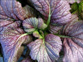Red Giant Mustard Seeds - 20K Heirloom Spicy Greens (Brassica juncea) for Salads, Chinese Variety