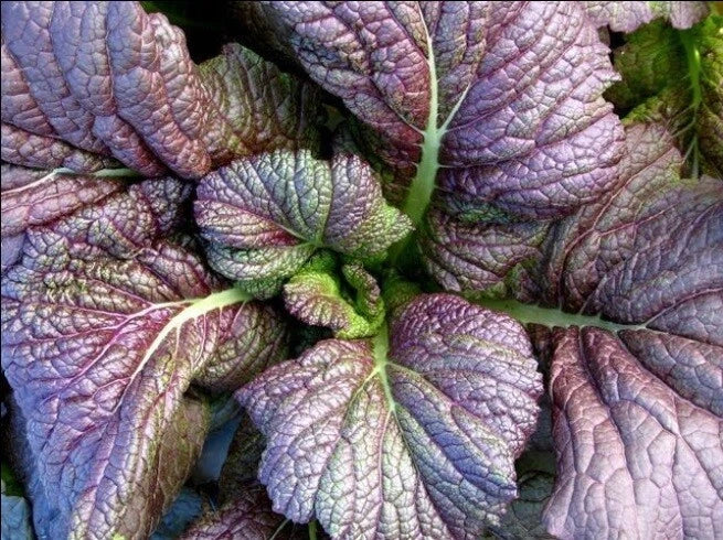 Red Giant Mustard Seeds - 20K Heirloom Spicy Greens (Brassica juncea) for Salads, Chinese Variety