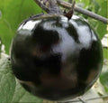 Round Black Eggplant Seeds - 30+ High Yield Tasty Green Asian Vegetable - Solanum melongena - USA
