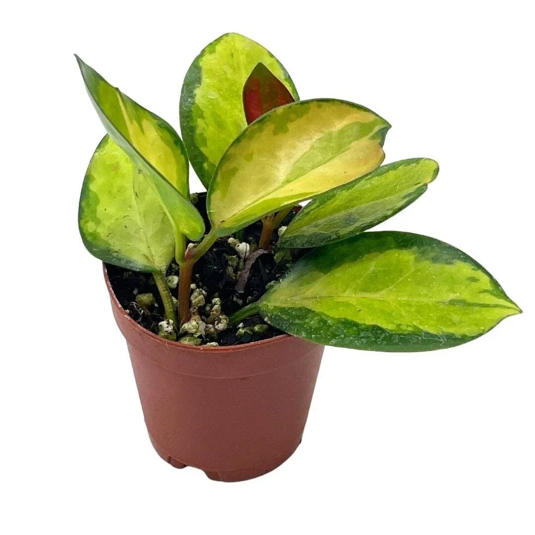 Variegated Hoya Australis Plant in 2 Inch Pot, Live Rooted Rare Succulent, Indoor Houseplant