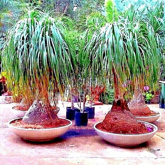 Ponytail Palm Tree Seeds - Beaucarnea recurvata - Indoor House Plant - Elephant Foot - Easy Care Plant Seeds