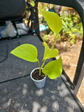 Epipremnum Champs Élysées Pothos Plant - 2.5" Pot - Teruno Variety - Indoor Houseplant