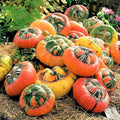 Turk's Turban Pumpkin Seeds | Turkish Color Cap Hat Pumpkins | Vegetable Seed 2025 | Cucurbita maxima