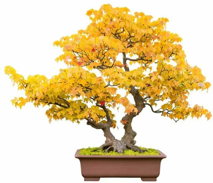 Trident Maple Bonsai Tree Seeds - 20 Count - Acer buergerianum - Indoor/Outdoor Growing, Drought Tolerant