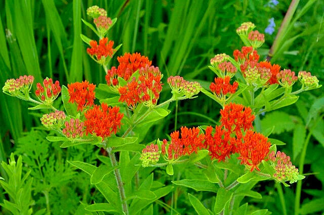 Milkweed Seeds 100 Count, Asclepias tuberosa, Orange Butterfly Weed, Pollinator-Friendly Wildflower