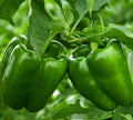 Emerald Giant Bell Pepper Seeds - 50+ Sweet Green Vegetable Garden - Capsicum Annuum