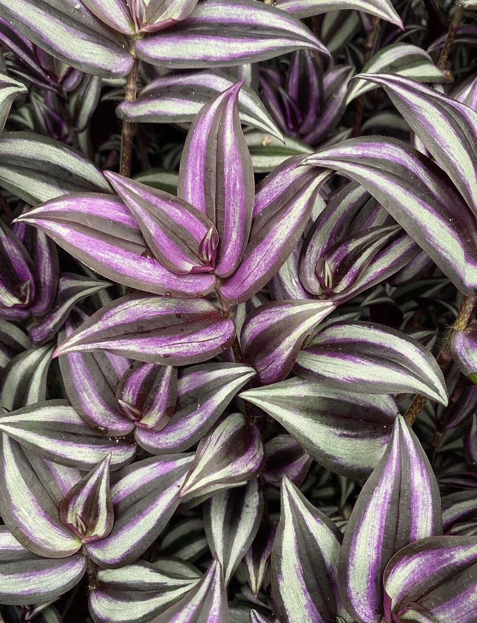 Wandering Jew Plant Cuttings - 9 Rare Multicolor Varieties - Tradescantia Zebrina