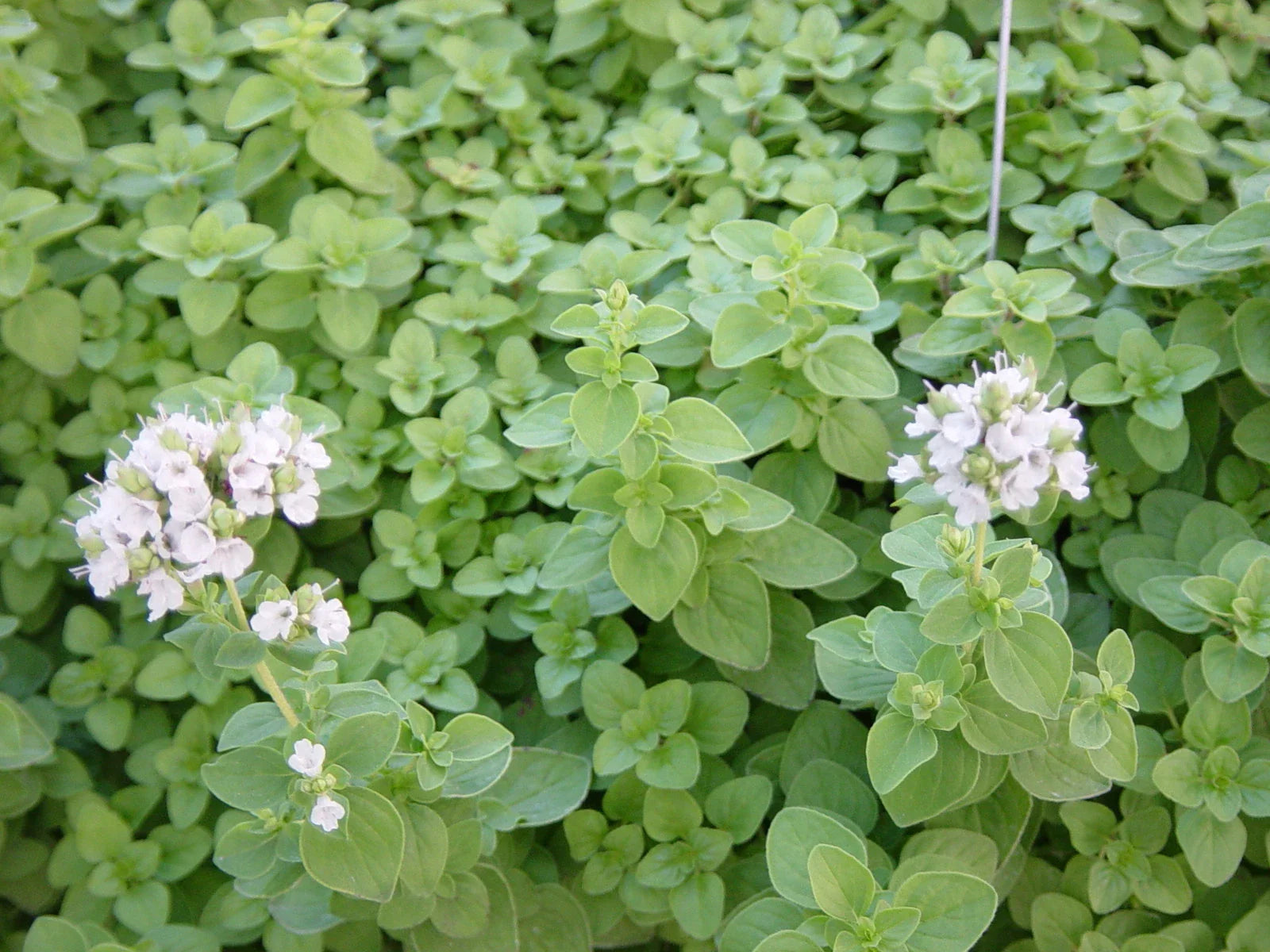 Sweet Marjoram Herb Seed 400+ Seeds - Origanum majorana - Fresh Culinary Herb Seeds for Cooking and Gardening