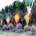 Travelers Palm Tree Seeds - 5 Pack - Ravenala madagascariensis - Bird of Paradise Plant Seeds