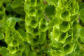 Bells of Ireland Flower Seeds - 30 Seeds - Rare Green Petals - Molucella laevis
