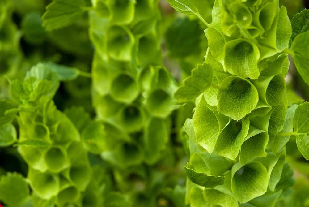 Bells of Ireland Flower Seeds - 30 Seeds - Rare Green Petals - Molucella laevis