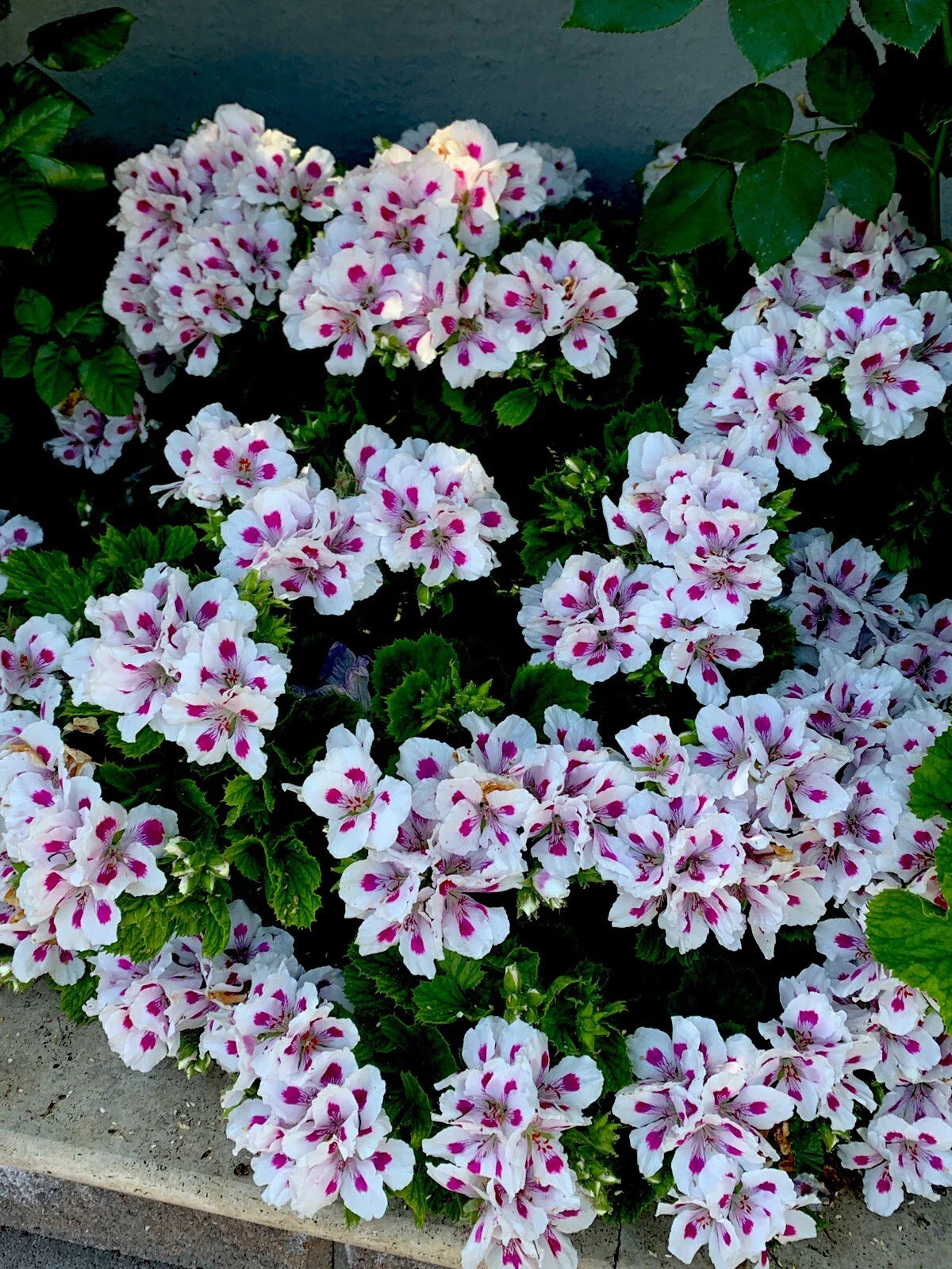 Geranium Cuttings 3-Pack White & Pink Pelargonium spp. Starter Plants