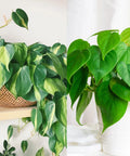 Philodendron Cuttings Combo | Unrooted Heartleaf & Brazil | Ideal for Rooting | Philodendron hederaceum & Philodendron bipinnatifidum