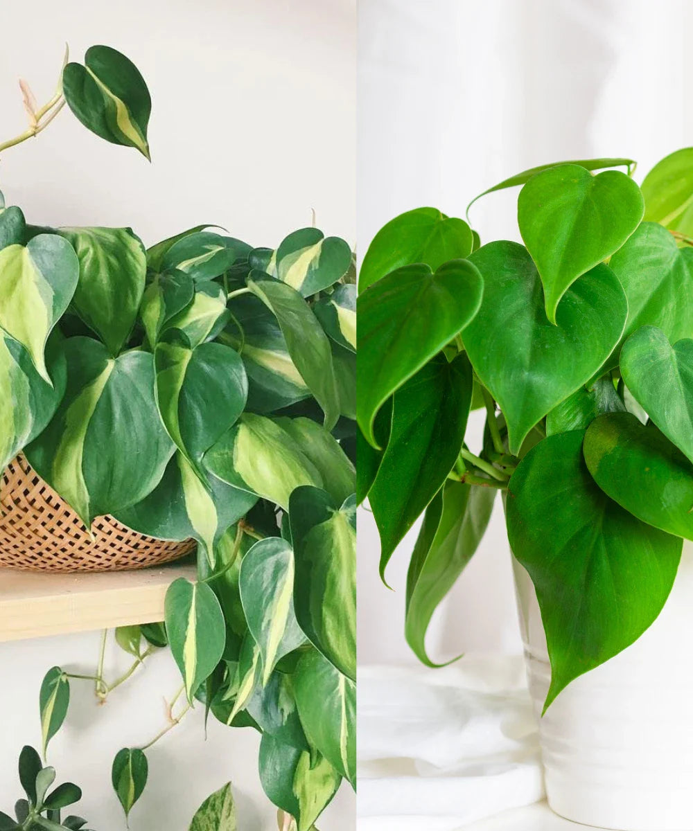 Philodendron Cuttings Combo | Unrooted Heartleaf & Brazil | Ideal for Rooting | Philodendron hederaceum & Philodendron bipinnatifidum