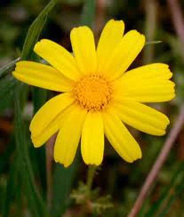 Garland Chrysanthemum Seeds, 500 Count, Golden Yellow Blooms, Newly Harvested, Chrysanthemum coronarium