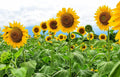 Mammoth Sunflower Seeds - 250 Count - Giant Yellow Flowers - Helianthus annuus