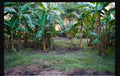 Live Banana Tree Starter Plant - Small Rooted Lacatan Musa - Fruiting Variety - Ships in Pot - Healthy Well-Rooted Plant
