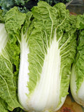 Michihili Chinese Cabbage Seeds, NON-GMO, Various Sizes, Brassica rapa subsp. pekinensis
