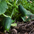 Cucumber Seeds 100 Non-GMO SPACEMASTER 80 Fast Growing Container Variety (Cucumis sativus)