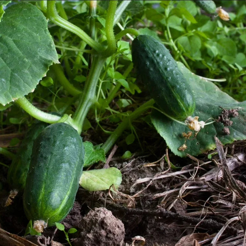 Cucumber Seeds 100 Non-GMO SPACEMASTER 80 Fast Growing Container Variety (Cucumis sativus)