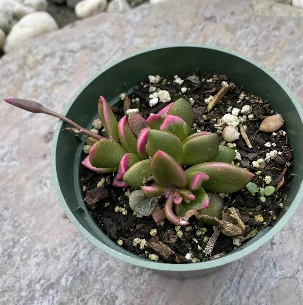 Rare Live Succulent Plant 4” Plastic Pot Sunrise Anacampseros Telephiastrum
