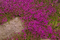 Creeping Thyme Seeds 250+ Purple Ground Cover Plant Thymus serpyllum 'Creeping'