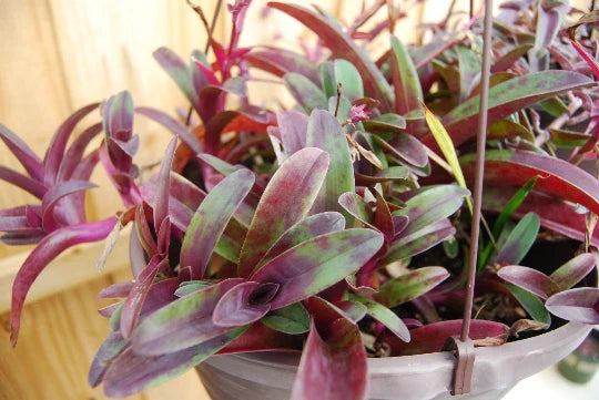 Wandering Jew Cutting - Setcreasea Tradescantia Pallida Tampicana - Uncommon Indoor Plant Propagation