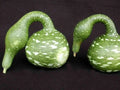 Speckled Swan Gourd Seeds - Fresh Gourd Seed Variety - Unique Decorative Gourds - Cucurbita pepo
