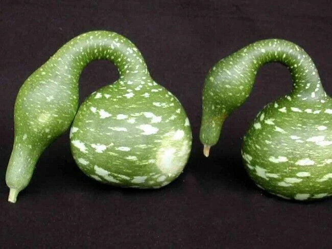 Speckled Swan Gourd Seeds - Fresh Gourd Seed Variety - Unique Decorative Gourds - Cucurbita pepo