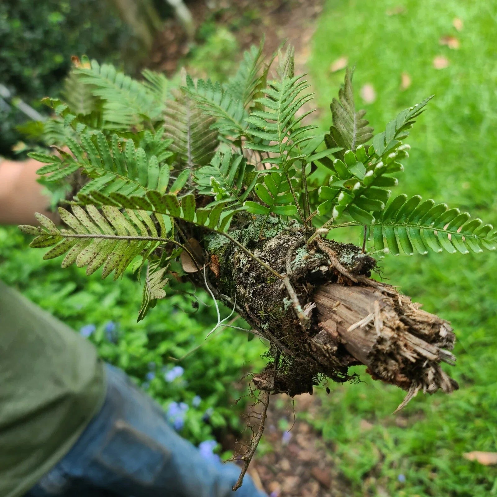 Live Resurrection Fern on Stick Plant Terrarium (Polypodium polypodioides) 12"
