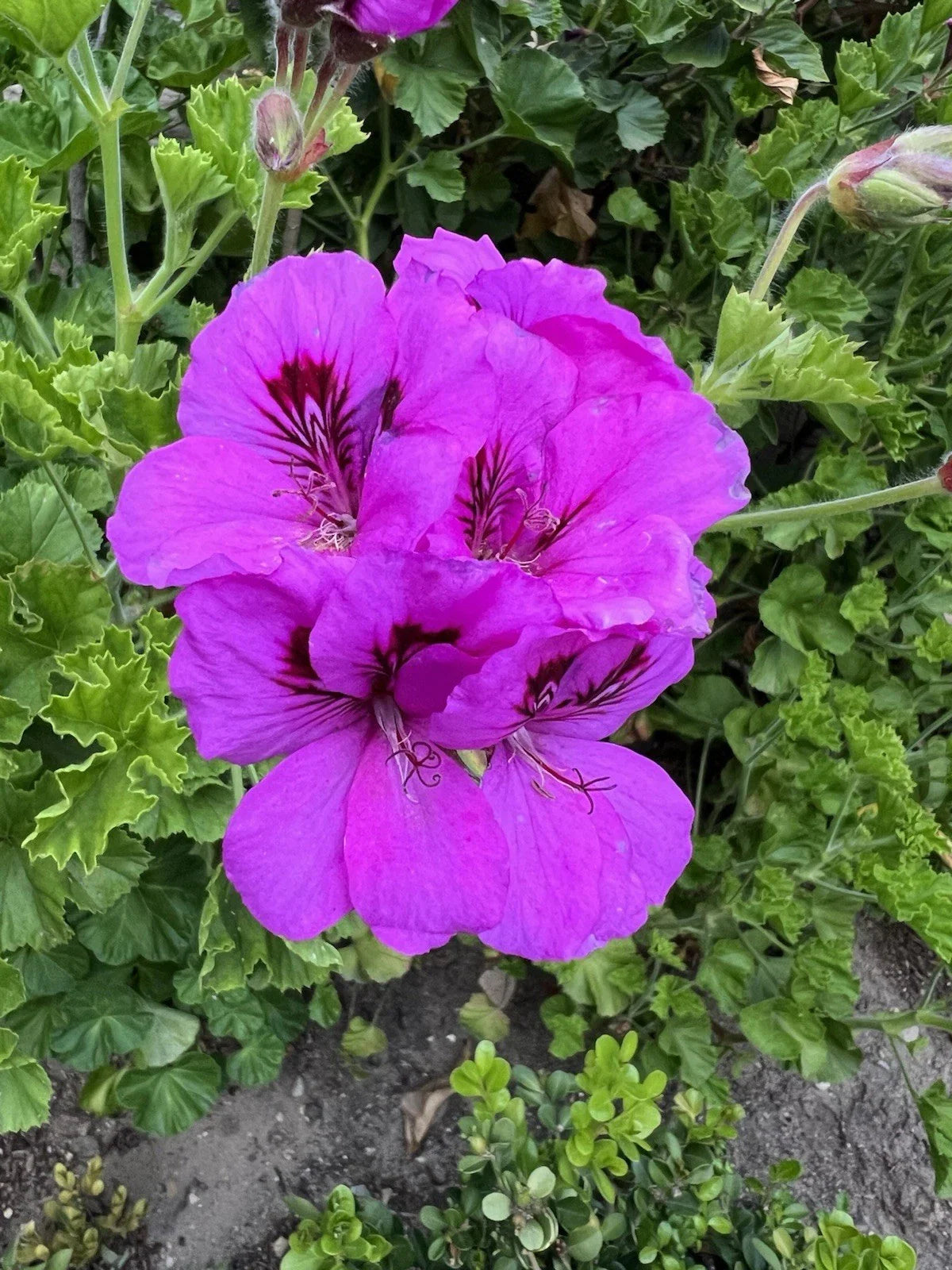 Purple Pelargonium Fancy Regal Geranium Cuttings - 6" Live Plants, Geranium x hortorum